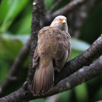 Yellow-billed Babbler